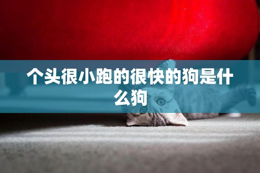 個頭很小跑的很快的狗是什么狗