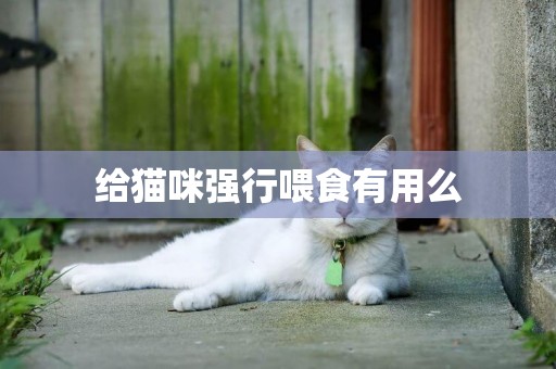 給貓咪強行喂食有用么
