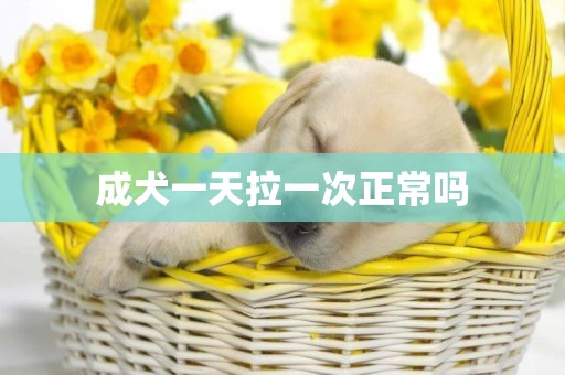 成犬一天拉一次正常嗎