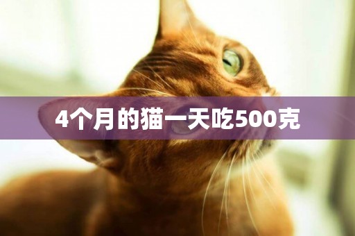 4個月的貓一天吃500克