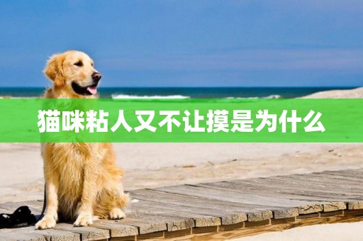 貓咪粘人又不讓摸是為什么