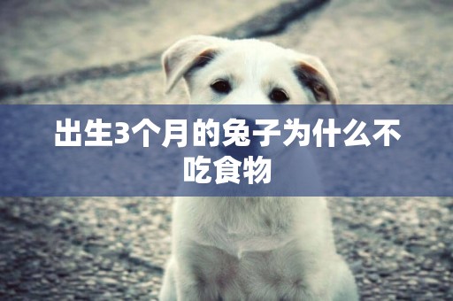 出生3個月的兔子為什么不吃食物