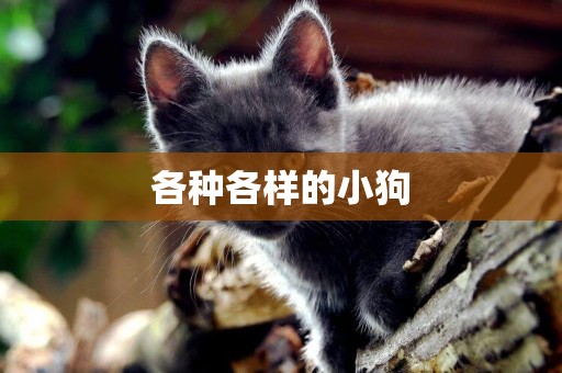 各種各樣的小狗