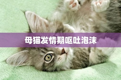 母貓發情期嘔吐泡沫