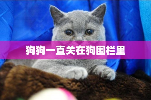狗狗一直關在狗圍欄里