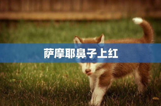 薩摩耶鼻子上紅