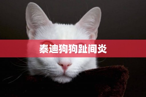 泰迪狗狗趾間炎