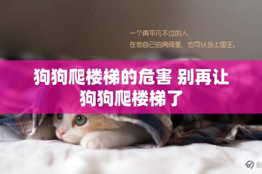 狗狗爬樓梯的危害 別再讓狗狗爬樓梯了