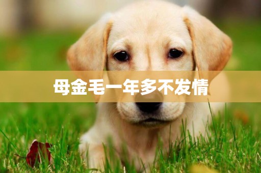 母金毛一年多不發情