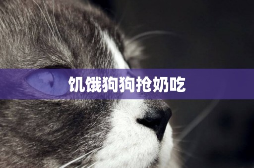 饑餓狗狗搶奶吃