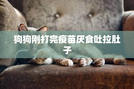 狗狗剛打完疫苗厭食吐拉肚子