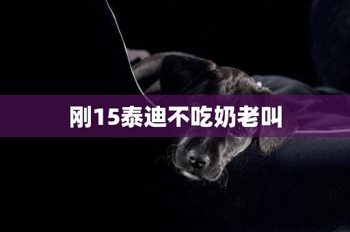剛15泰迪不吃奶老叫
