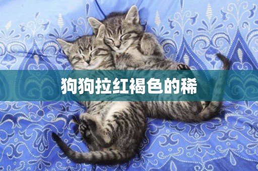 狗狗拉紅褐色的稀