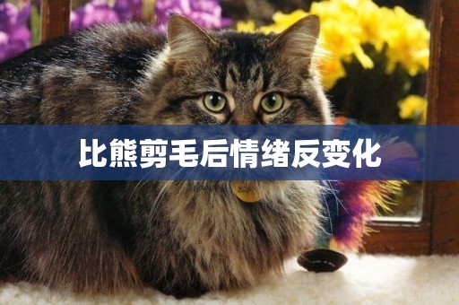比熊剪毛后情緒反變化