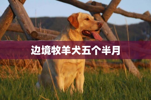 邊境牧羊犬五個半月