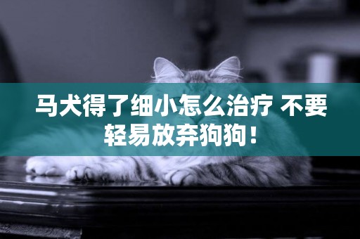 馬犬得了細小怎么治療 不要輕易放棄狗狗！