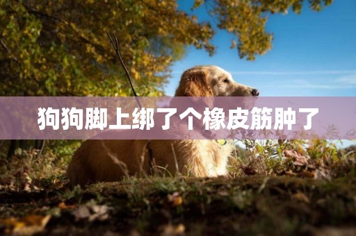 狗狗腳上綁了個橡皮筋腫了