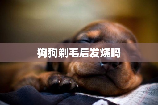 狗狗剃毛后發燒嗎