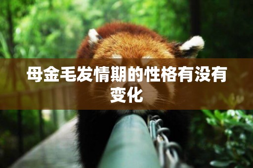 母金毛發情期的性格有沒有變化