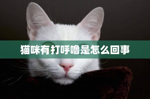 貓咪有打呼嚕是怎么回事