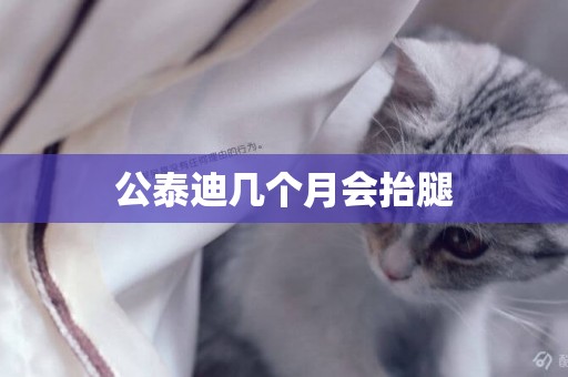 公泰迪幾個月會抬腿