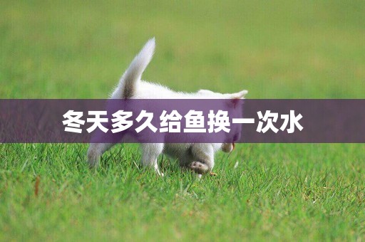 冬天多久給魚換一次水