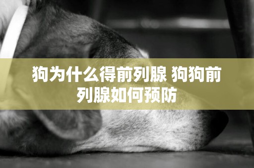 狗為什么得前列腺 狗狗前列腺如何預防