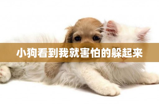 小狗看到我就害怕的躲起來