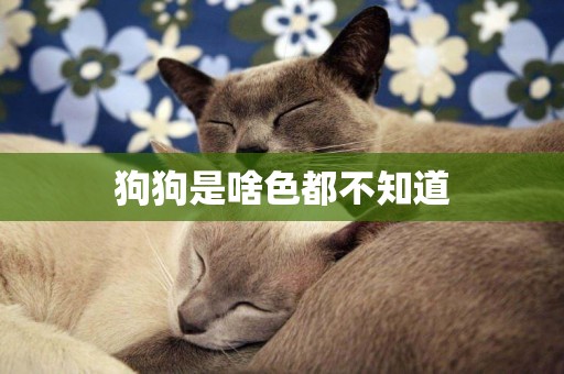 狗狗是啥色都不知道
