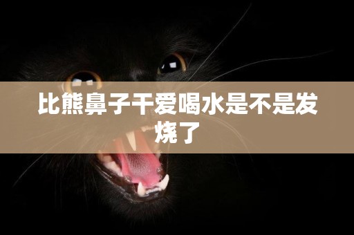 比熊鼻子干愛喝水是不是發燒了