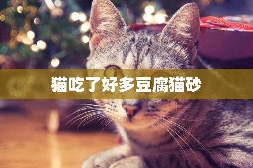 貓吃了好多豆腐貓砂