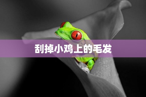 刮掉小雞上的毛發