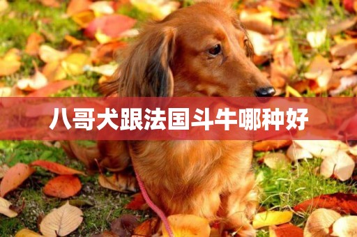 八哥犬跟法國斗牛哪種好