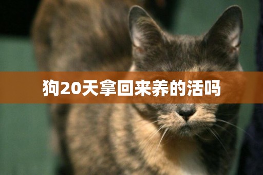 狗20天拿回來養的活嗎