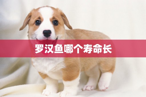 羅漢魚哪個壽命長