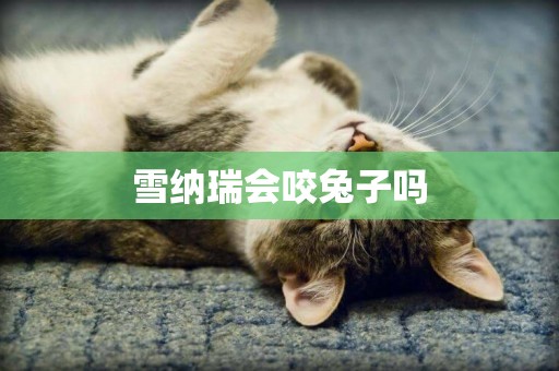 雪納瑞會咬兔子嗎