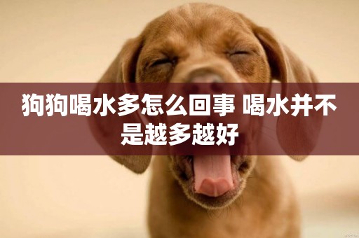 狗狗喝水多怎么回事 喝水并不是越多越好