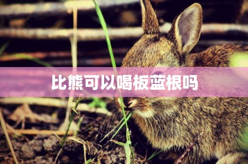 比熊可以喝板藍根嗎