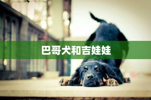 巴哥犬和吉娃娃
