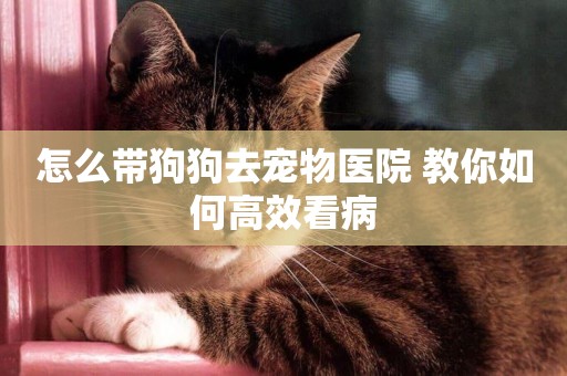 怎么帶狗狗去寵物醫院 教你如何高效看病