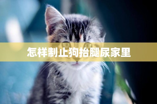 怎樣制止狗抬腿尿家里
