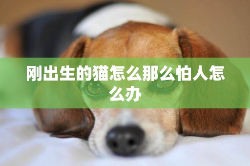 剛出生的貓怎么那么怕人怎么辦