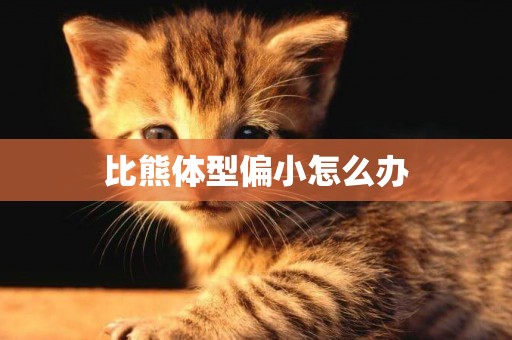 比熊體型偏小怎么辦