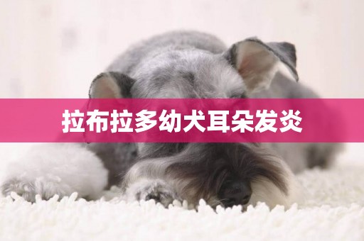 拉布拉多幼犬耳朵發炎