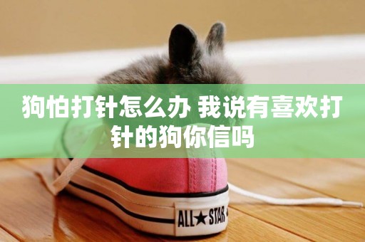 狗怕打針怎么辦 我說有喜歡打針的狗你信嗎