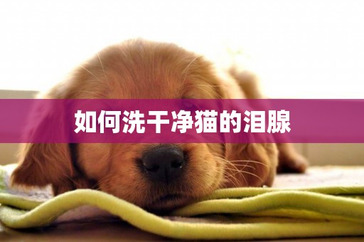 如何洗干凈貓的淚腺