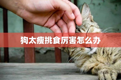 狗太瘦挑食厲害怎么辦