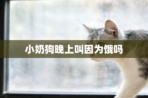小奶狗晚上叫因為餓嗎