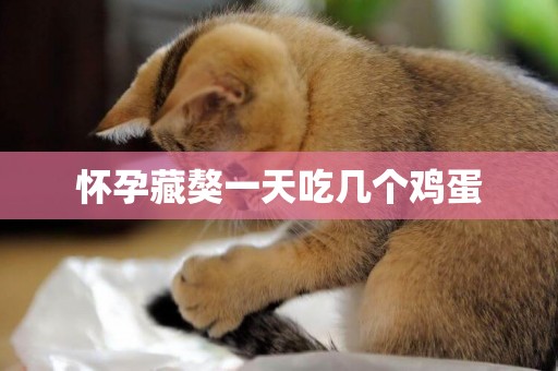懷孕藏獒一天吃幾個雞蛋