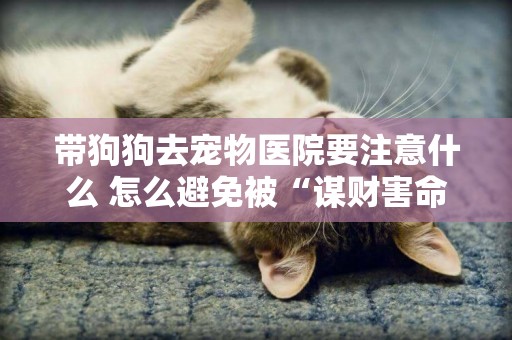帶狗狗去寵物醫院要注意什么 怎么避免被“謀財害命”